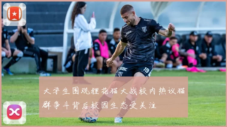 大学生围观狸花猫大战校内热议猫群争斗背后校园生态受关注